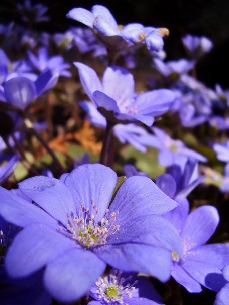violette bloemen - Foto, afbeelding