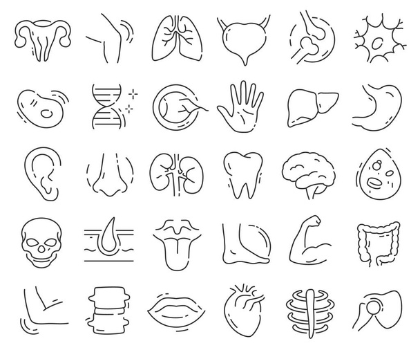 Colección de iconos de línea de anatomía. Envase de iconos delgados. Ilustración vectorial eps10 - Foto, imagen