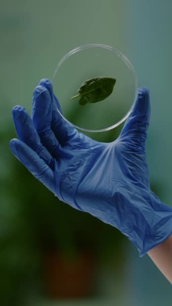 Pionowe wideo: zbliżenie rąk biologa trzymających próbkę medyczną zielonego liścia odkrywającego mutację genetyczną. Botanik pracujący w laboratorium ekologicznym badający wiedzę biologiczną - Materiał filmowy, wideo
