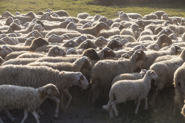 Moutons dans un parc urbain à Rome, Italie
 - Photo, image