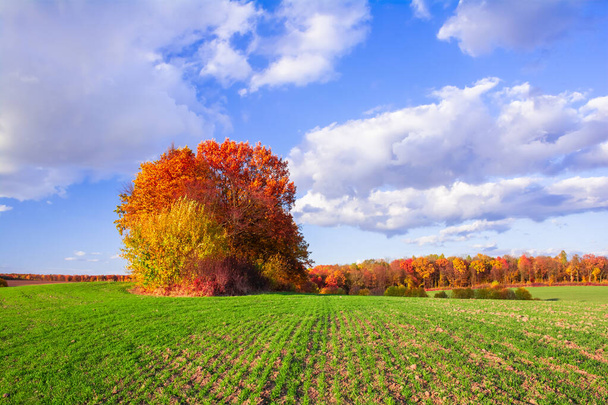 冬小麦の若い芽の緑のフィールドの真ん中に秋の色の木のグループ。美しい秋の風景 - 写真・画像