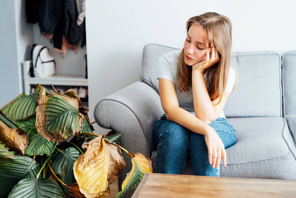 Young sad woman upset with dried dead foliage of her home plant Calathea. Houseplants diseases. Diseases Disorders Identification and Treatment, Houseplants sun burn. Damaged Leaves - Foto, Imagem
