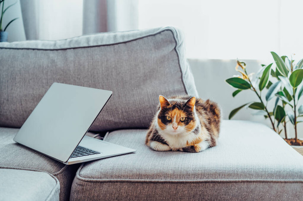 Multicolor cat pet relaxing on the gray couch with open laptop in modern scandinavian interior with green plants. Cozy workspace. Remote work at home. Online education. Selective focus. Copy space. - Фото, зображення