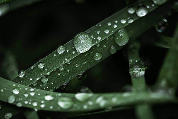 Macro tiro de grandes gotas de água em folhas verdes após a chuva. Foco seletivo. Grande gota de orvalho matinal na relva. Gotas de água limpa transparente - Foto, Imagem