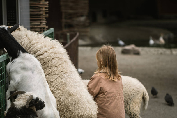 Adorable little girl hugs cute white sheep in the farmland. Happy little caucasian girl petting a sheep at the farm - Photo, Image
