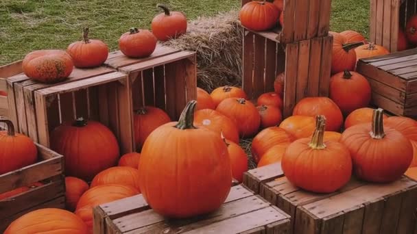 Halloween pompoenen en vakantie decoratie in de herfst seizoen landelijk veld, pompoen oogst en seizoensgebonden landbouw, buiten in de natuur scene - Video