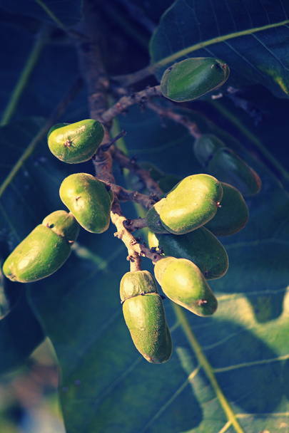 Gyümölcse Semecarpus anacardium - Fotó, kép