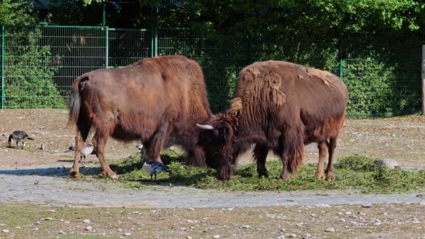 El bisonte americano o simplemente bisonte, también conocido comúnmente como el búfalo americano o simplemente búfalo, es una especie de bisonte de América del Norte que una vez vagó por América del Norte en grandes manadas..  - Metraje, vídeo