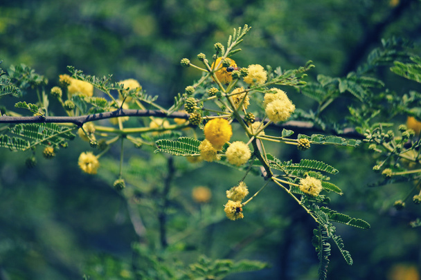 Bloemen van Vachellia nilotica, Acacia Nilotica, Babhul boom, Ind - Foto, afbeelding