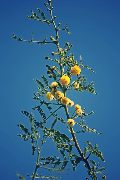 Blüten von Vachellia nilotica, Akazie nilotica, babhul tree, ind - Foto, Bild