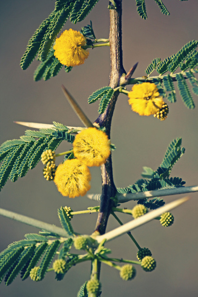 Flowers of Vachellia nilotica, Acacia Nilotica, Babhul tree, Ind - Photo, Image