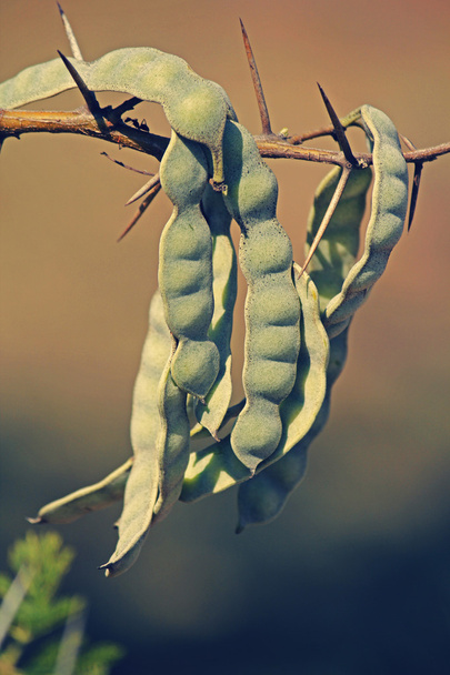 Strąków Vachellia nilotica, Acacia Nilotica, Babhul drzewa, Indie - Zdjęcie, obraz
