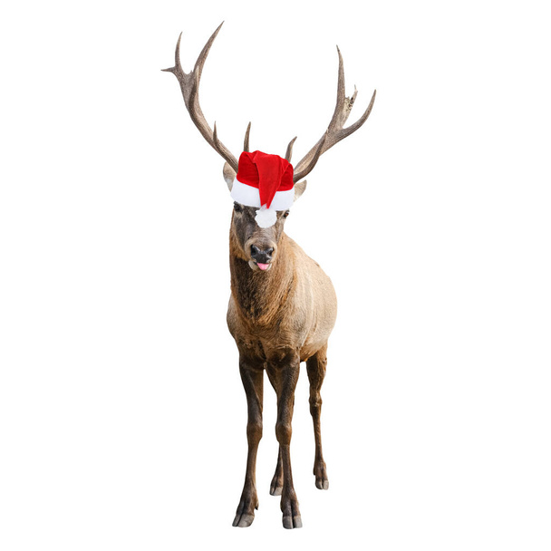 Grappig Rood hert met enorme hoorns in Kerstmis of Santa hoed geïsoleerd op witte achtergrond. Herten is nieuwjaarssymbool - Foto, afbeelding