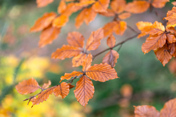 Желтые осенние листья на дереве в лесу, макросъемка, размытый фон. - Фото, изображение