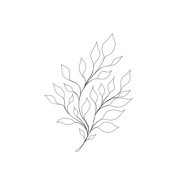 Minimalistic line drawing. leaf line art. Botanical drawing illustration by hand. beautiful idea for a postcard, a postcard. for home decor such as posters, wall art. Botanical Contour Drawing - Foto, immagini