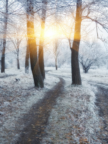 Beautiful winter park with sunset colors sky and trees - Φωτογραφία, εικόνα