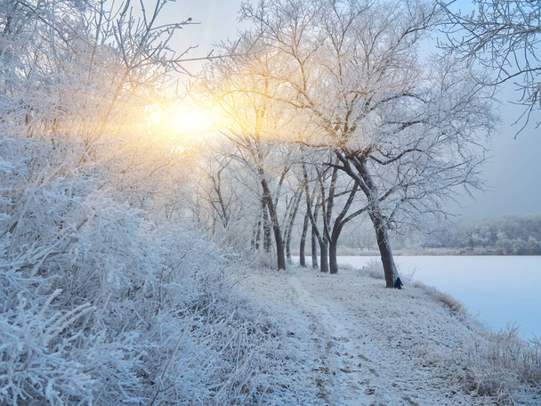 Schöner Winterpark mit Sonnenuntergang Farben Himmel und Bäume - Foto, Bild