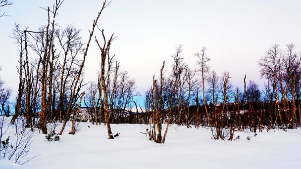 Tarde nevada en el bosque del parque
 - Foto, Imagen