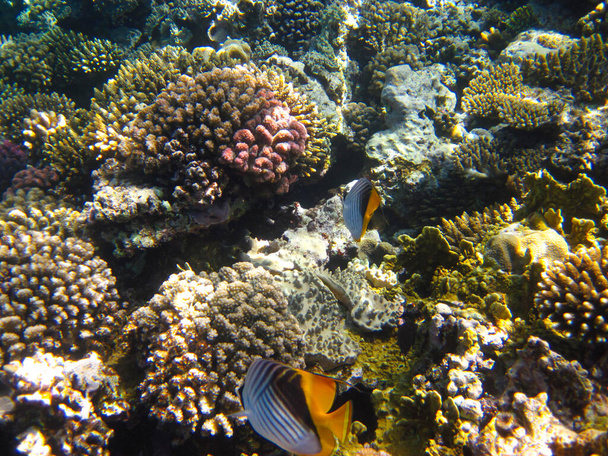 紅海のサンゴ礁の広がりの中のChaetodon fasciatusまたは蝶の魚,魅力エル・シェイク,エジプト - 写真・画像