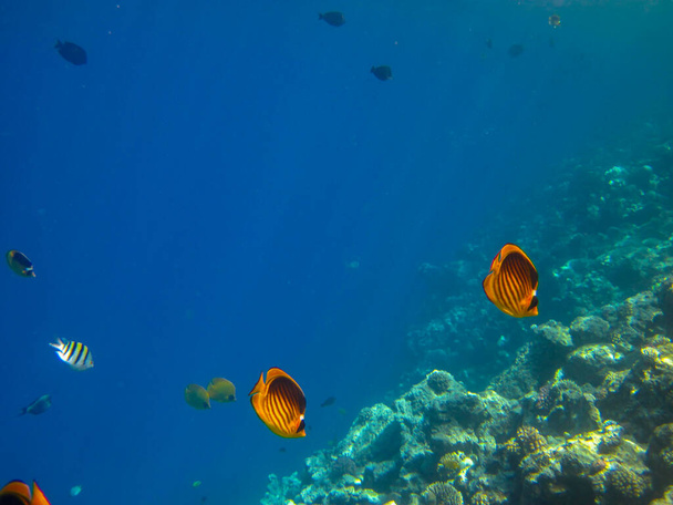 Kızıl Deniz 'in mercan kayalıklarında Chaetodon fasciatus veya Kelebek Balığı, Sharm El Sheikh, Mısır - Fotoğraf, Görsel