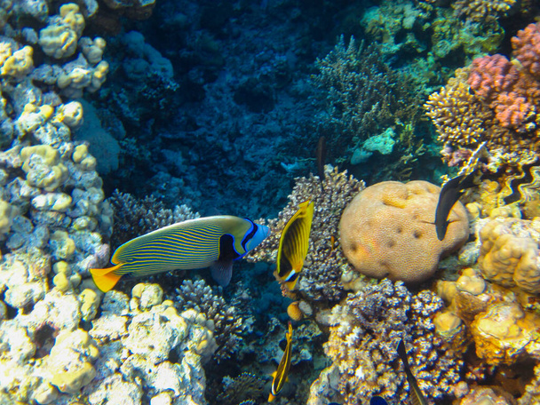 Chaetodon fasciatus ou peixes borboleta nas extensões do recife de coral do Mar Vermelho, Sharm El Sheikh, Egito - Foto, Imagem