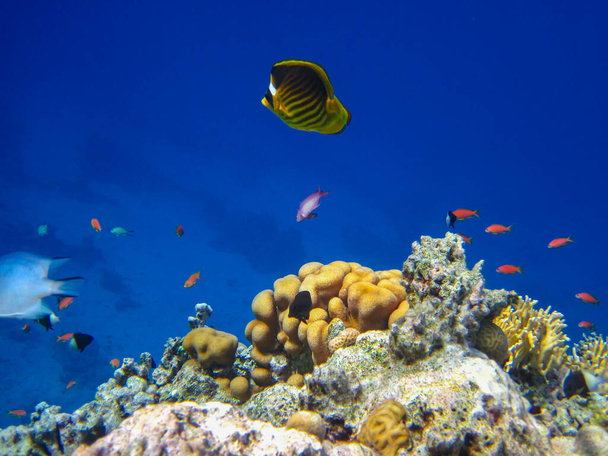 紅海のサンゴ礁の広がりの中のChaetodon fasciatusまたは蝶の魚,魅力エル・シェイク,エジプト - 写真・画像