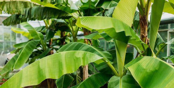 スタック緑のバナナの葉茎、庭の熱帯の葉の質感、抽象的な自然背景. - 写真・画像
