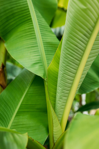 Naskládané zelené banánové listy stonek, Tropické listy textury v zahradě, abstraktní příroda pozadí. - Fotografie, Obrázek