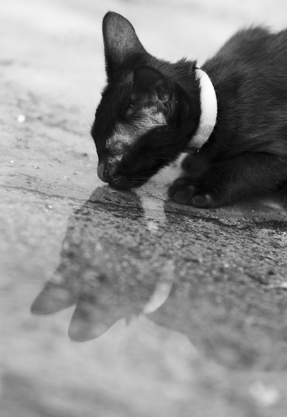 Chat noir buvant dans une piscine d'eau
 - Photo, image