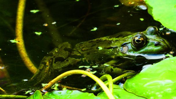 Green pondfrog with beautiful golden eyes. Rama esculenta floating in dark water - Photo, Image