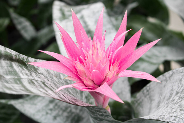 Beautiful exotic flower the at the beginning of the flowering period. - Photo, Image