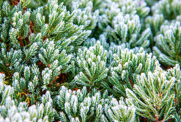 Twigs of juniper covered with hoar frost in mid - Photo, Image