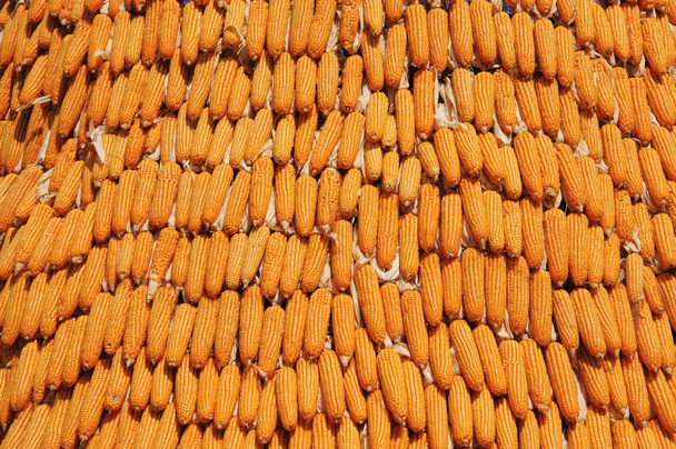kukurydza - Zdjęcie, obraz