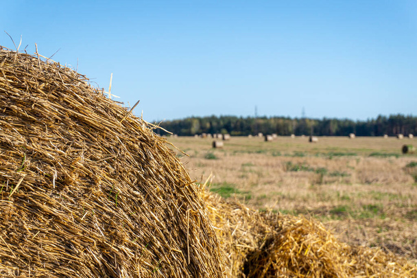 Pila de heno, paca de heno, paja amarilla seca, con un campo de trigo después del fondo de la cosecha, espacio para copiar. - Foto, imagen