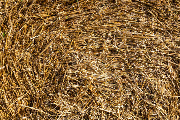 スタック・オブ・ヘイ、干し草の俵、乾燥した黄色の藁、クローズアップの背景のテクスチャ. - 写真・画像