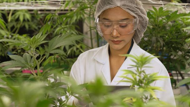 Scientist test cannabis product in curative indoor cannabis farm with scientific equipment before harvesting to produce cannabis products - Photo, image