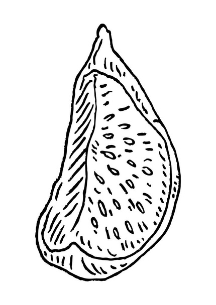 Slice dry fig. Vector black vintage engraving illustration. Isolated on white background. Hand drawn design element for label - Vecteur, image
