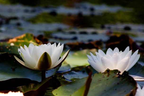 Beyaz su zambağı, sudaki nilüfer çiçeği. - Fotoğraf, Görsel