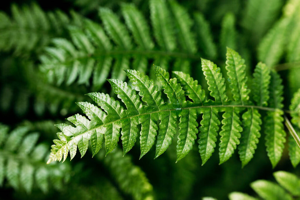 Natural green fern in the forest. Beautiful nature background made with young green fern leaves. - Fotoğraf, Görsel