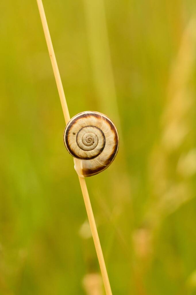 Escargot sur herbe sur fond de prairie verte - Photo, image