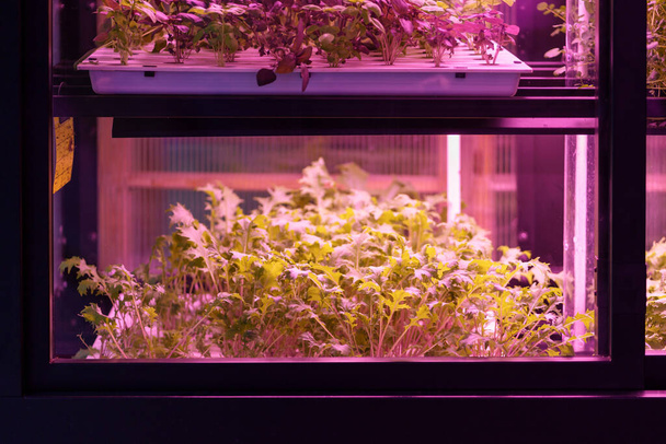 Full spectrum LED kweeklampen voor sla en basilicum. Jonge Mizuna groeien in verticale kwekerij onder ultraviolette UV-plant verlichting voor de teelt binnen. Hydrocultuur en moderne methoden voor de teelt van planten - Foto, afbeelding
