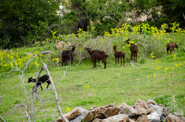 goats grazing freely in the green meadow - Photo, Image