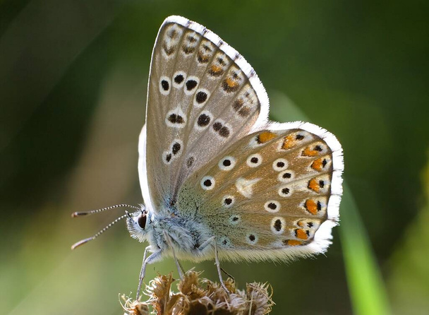 Papillon bleu assis sur la fleur, sur fond de nature. - Photo, image