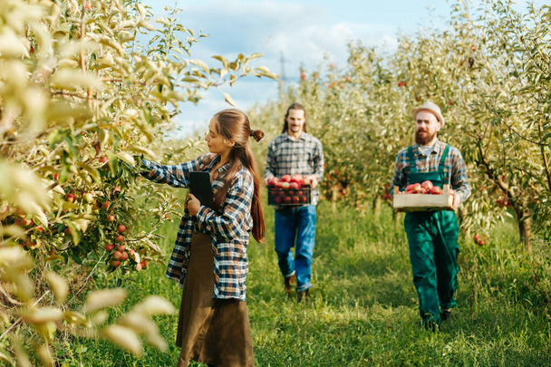 family of farmers picking apples in the orchard, young woman and two men in the background. family farming on a sunny autumn day - Foto, Imagem