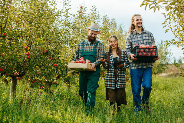 Bearded mustachioed farmers field workers go tell woman agronomist about harvesting tablet. Apple orchard, agricultural business, smiles on faces, success at work. Workers in the garden. Rural scene. - Fotoğraf, Görsel