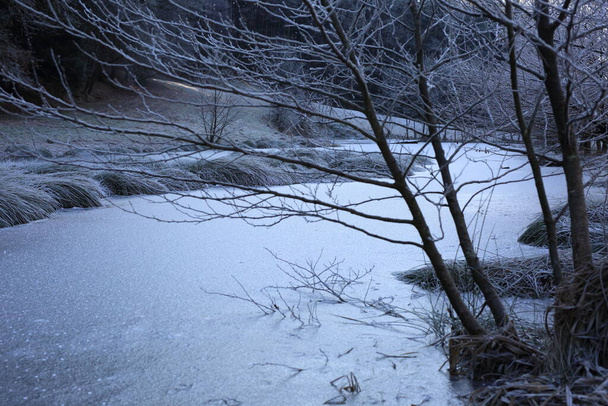rietvorst of witte vorst op een koude winterdag - Foto, afbeelding
