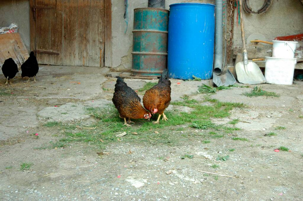 polli ruspanti come parte della specie - Foto, immagini