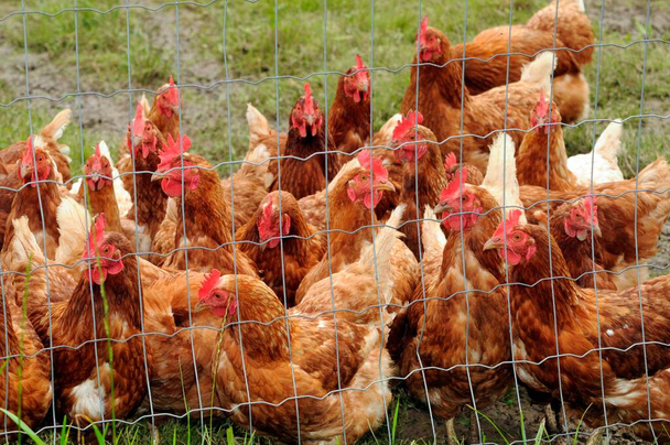 κοτόπουλα ελεύθερης βοσκής ως μέρος του κατάλληλου είδους διατήρησης - Φωτογραφία, εικόνα