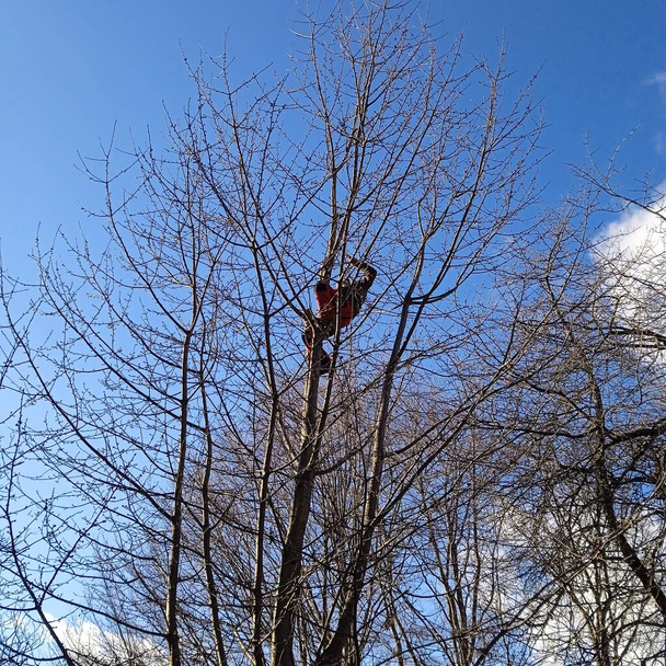 personne travaillant en hauteur pendant l'entretien des arbres et la taille des arbres - Photo, image