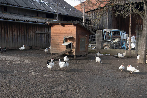 vapaana kasvatettava kana osana asianmukaista pitämistä - Valokuva, kuva